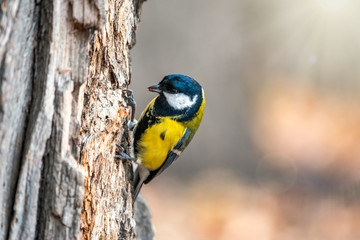 A tit is looking for food on a tree trunk.