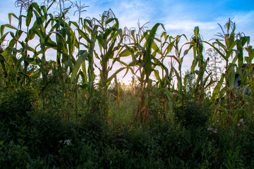 corn field