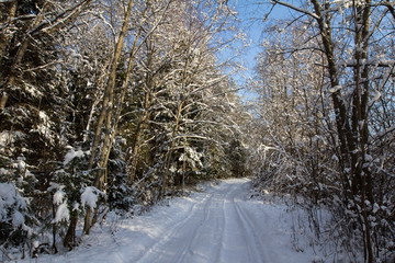 a forest road passes through a winter forest