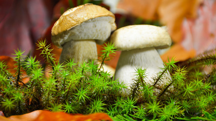 Two boletus edulis mushrooms in moss close-up on a blurred autumn background