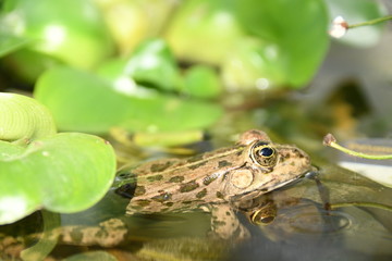 grenouille