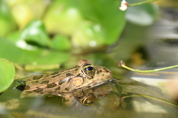 grenouille