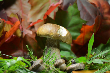  Young  porcino in green moss on a background of autumn leaves close-up
