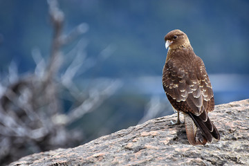 The observer eaglet