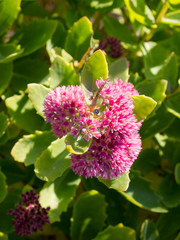 pink flower in garden
