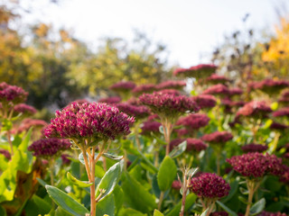 Obraz premium flowers in the garden
