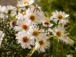 flowers in the garden