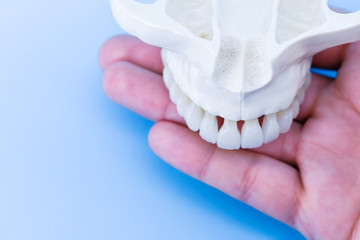 Human hand holding a upper jaw with teeth © .shock