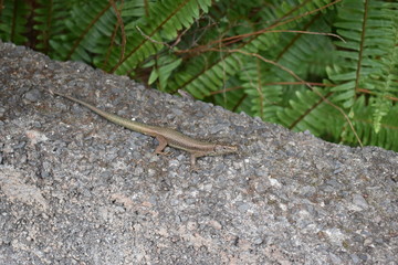 A small lizard is sitting on a stone