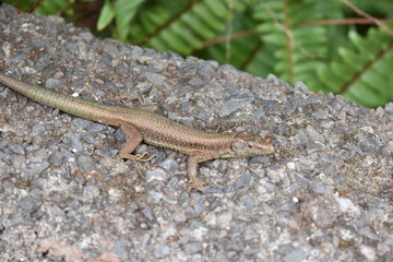 A small lizard is sitting on a stone