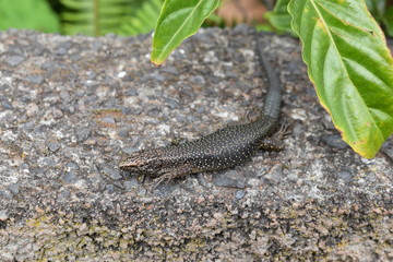 A small lizard is sitting on a stone