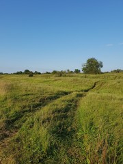 Fototapeta na wymiar Agricultural field in summer