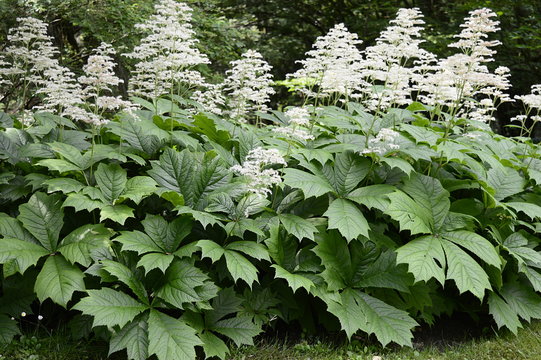 Closeup Rodgersia aesculifolia chestnut-leaved with blurred background in garden 