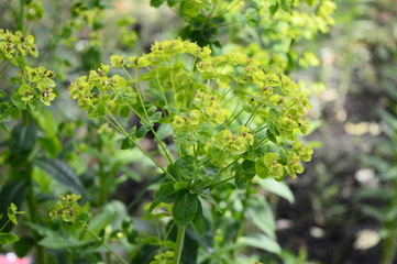 Euphorbia lucida known as shining spurge with blurred background in garden 