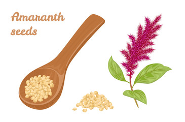 Amaranth seeds in wooden spoon and branch of flowering amaranth plant isolated on white background. Vector illustration of healthy food in cartoon simple flat style.