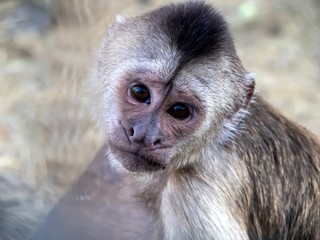 A large portrait of a monkey with sad eyes.