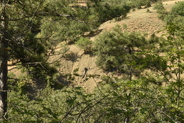 root in the form of a lizard