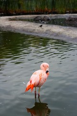 flamingos em santiago