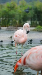 flamingos em santiago