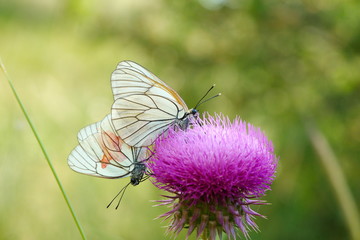 hawthorn butterfly