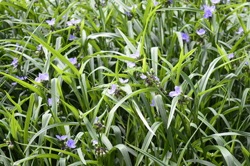 Closeup Tradescantia bracteata known as Longbract spiderwort with blurred background in garden 