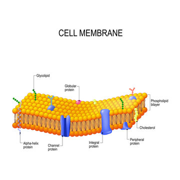 Cell membrane proteins
