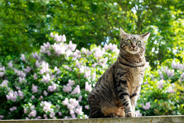 Naklejka na ściany i meble Tabby cat in a lilac garden