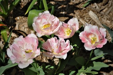 Pink Double Tulips