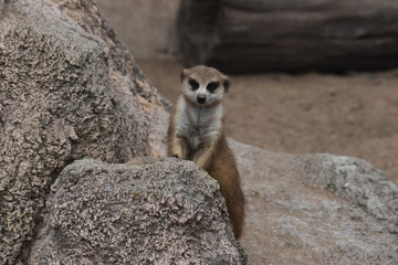 Little suricata