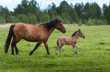 Fototapeta premium Horses graze in the summer on a meadow with foals