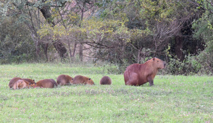Familia de carpinchos