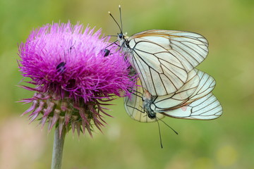 hawthorn butterfly