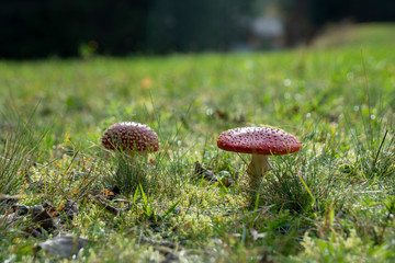 Fliegenpilze im Gegenlicht