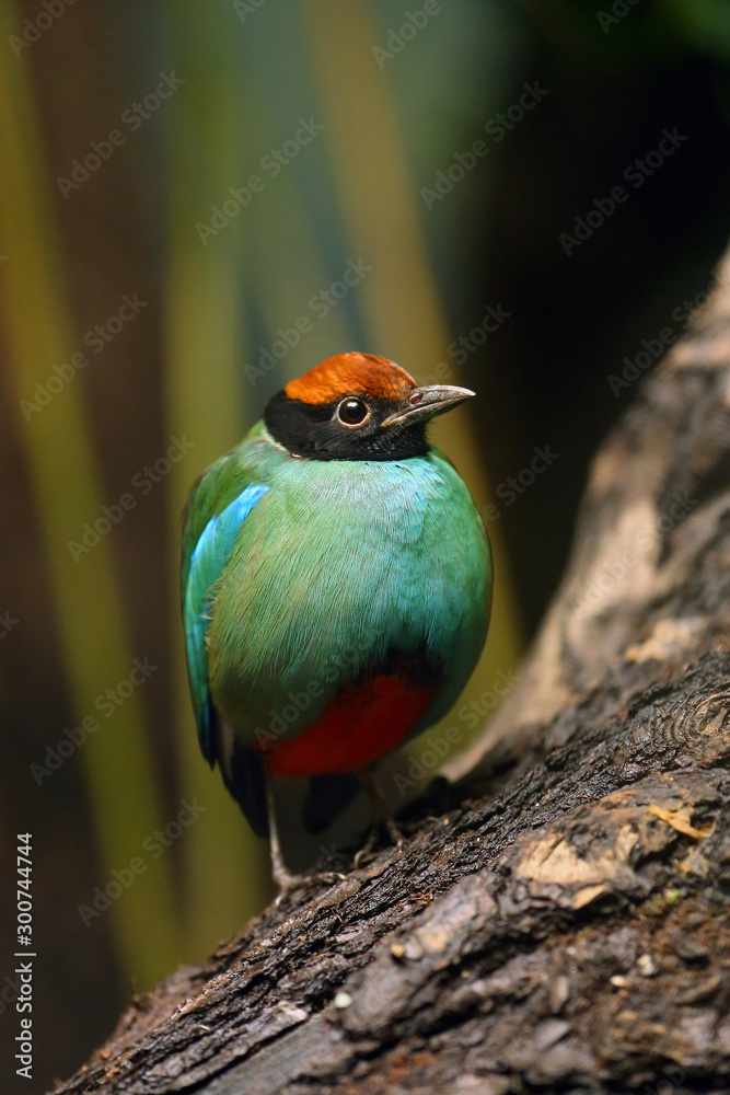 Poster Western hooded pitta (Pitta sordida) sitting on an old dry tree trunk surrounded by greenery.