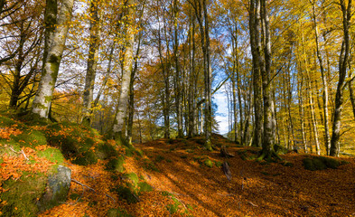 Autumn in the beech forest