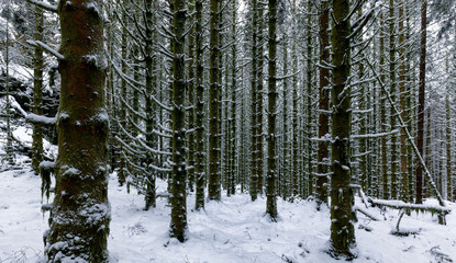 Spruce Forest Winter Trunks
