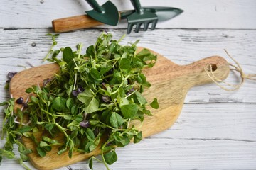 microgreen sprouts of peas and radish on a light wooden background with tools for tillage