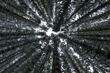 Winter Spruce Forest Canopy