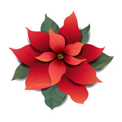 Red Poinsettia Isolated White Background