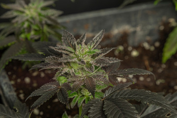 Black French cookies variety of ripened mini marijuana flower from greenhouse