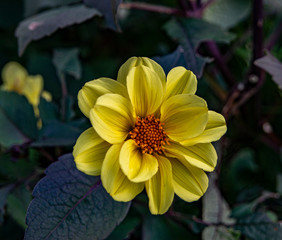 Yellow Flower