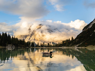 Ducks swimming in lake Seebensee