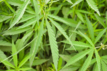 dense thickets of young hemp