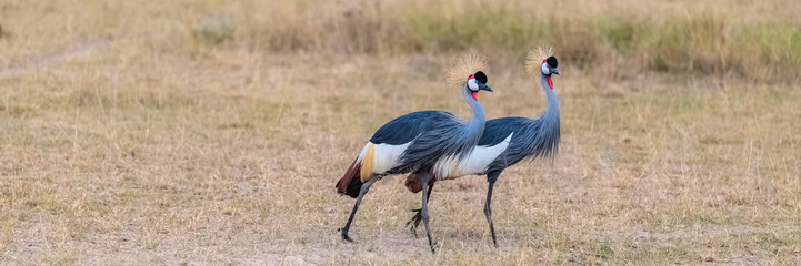 Grey Crowned Crane, Balearica regulorum, beautiful birds in Tanzania, couple 