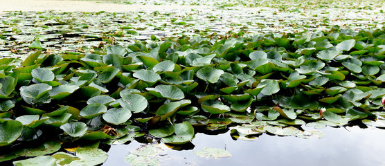 water-lilies, Powerscourt Gardens, County Wicklow, Ireland