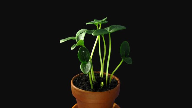 Phototropism effect in growing cucumber seedlings 9d4 in 4K PNG+ format with ALPHA transparency channel isolated on black background. Displays the move of plant leaves to the direction of light source