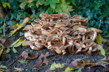 Pilze spriessen aus dem Boden