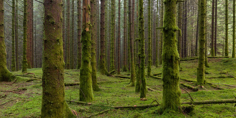 Mossy Spruce Forest