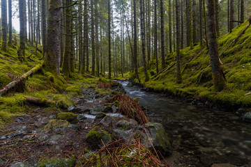 Spruce forest river