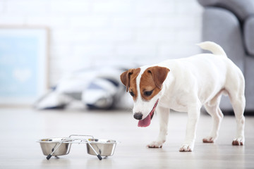 Beautiful Jack Russell Terrier dog with dry food in bowl